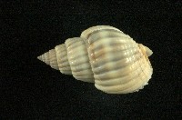 藏品(織紋螺)的圖片